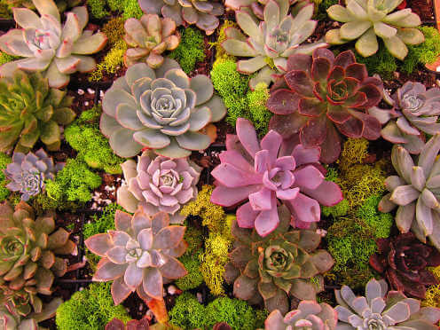 Succulents close up 