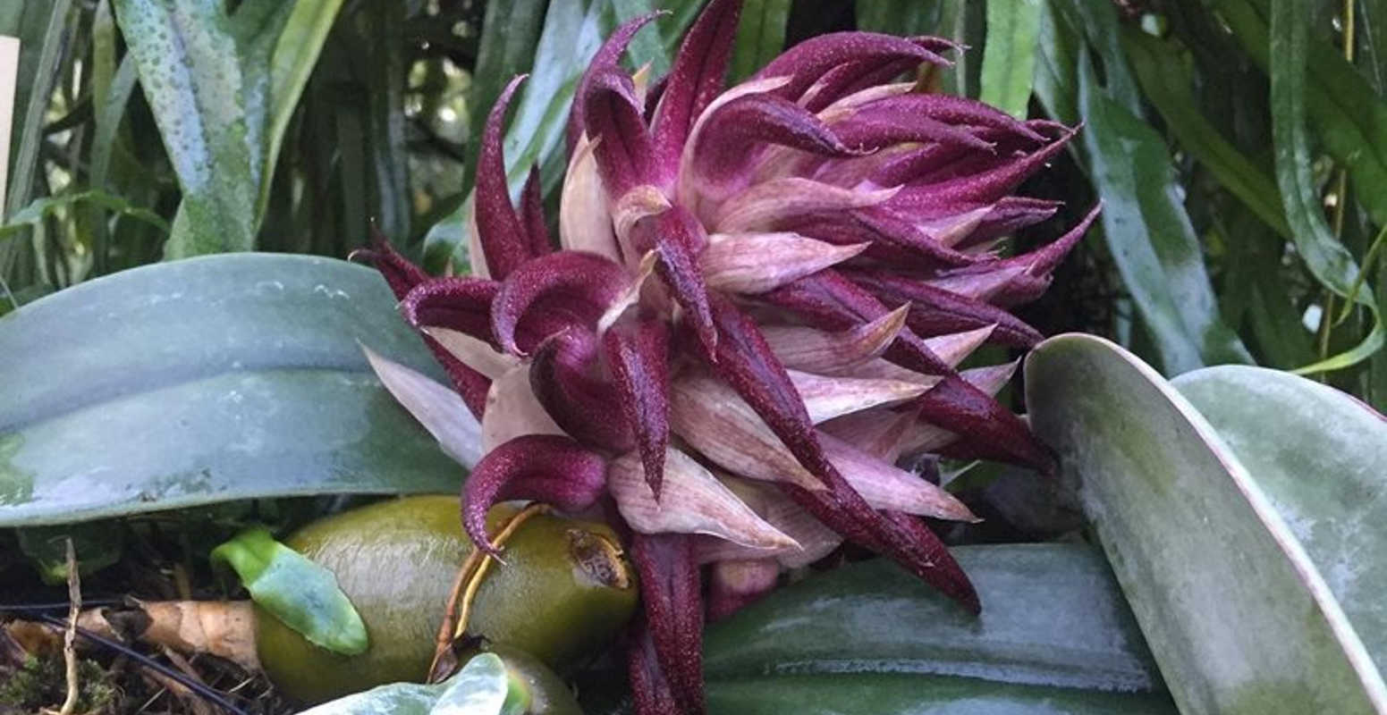 tongue orchid purple close up