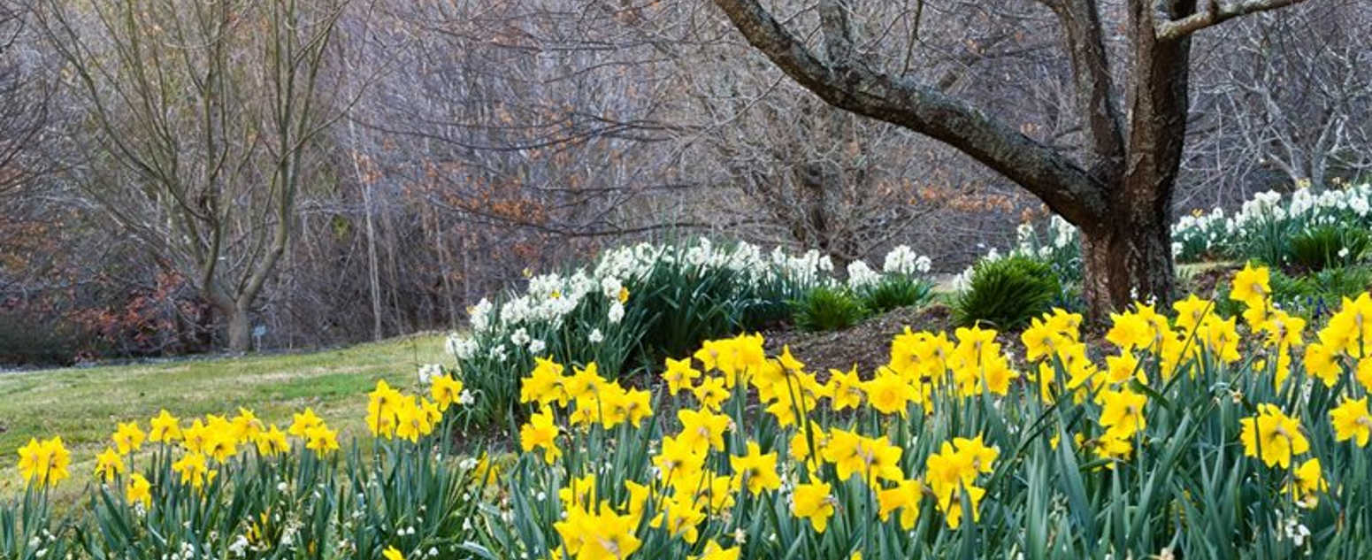 yellow close up Daffodils bmbg