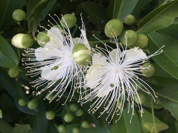 Native Pomegranate tree