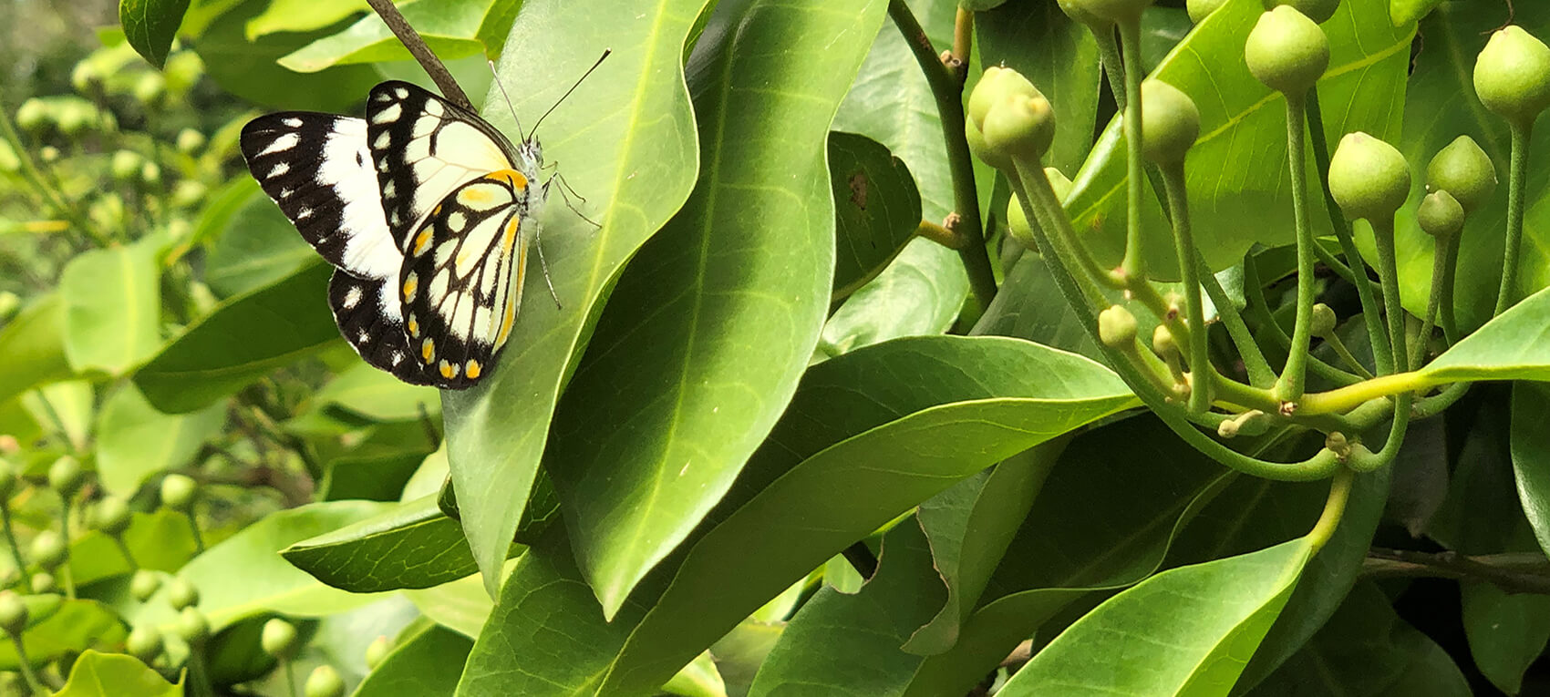 Butterfly on a leaf