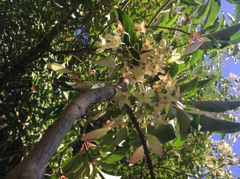 Emmenopterys henryi tree