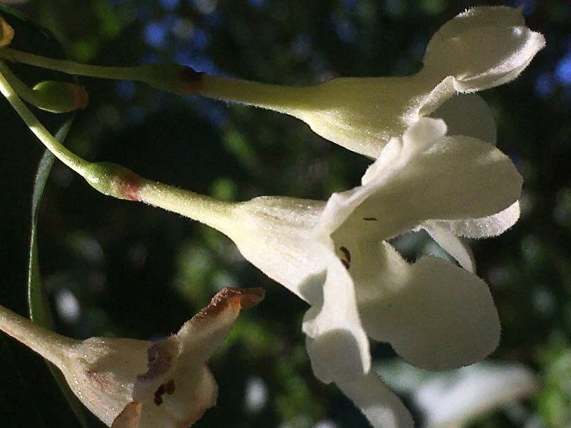 Emmenopterys henryi flower