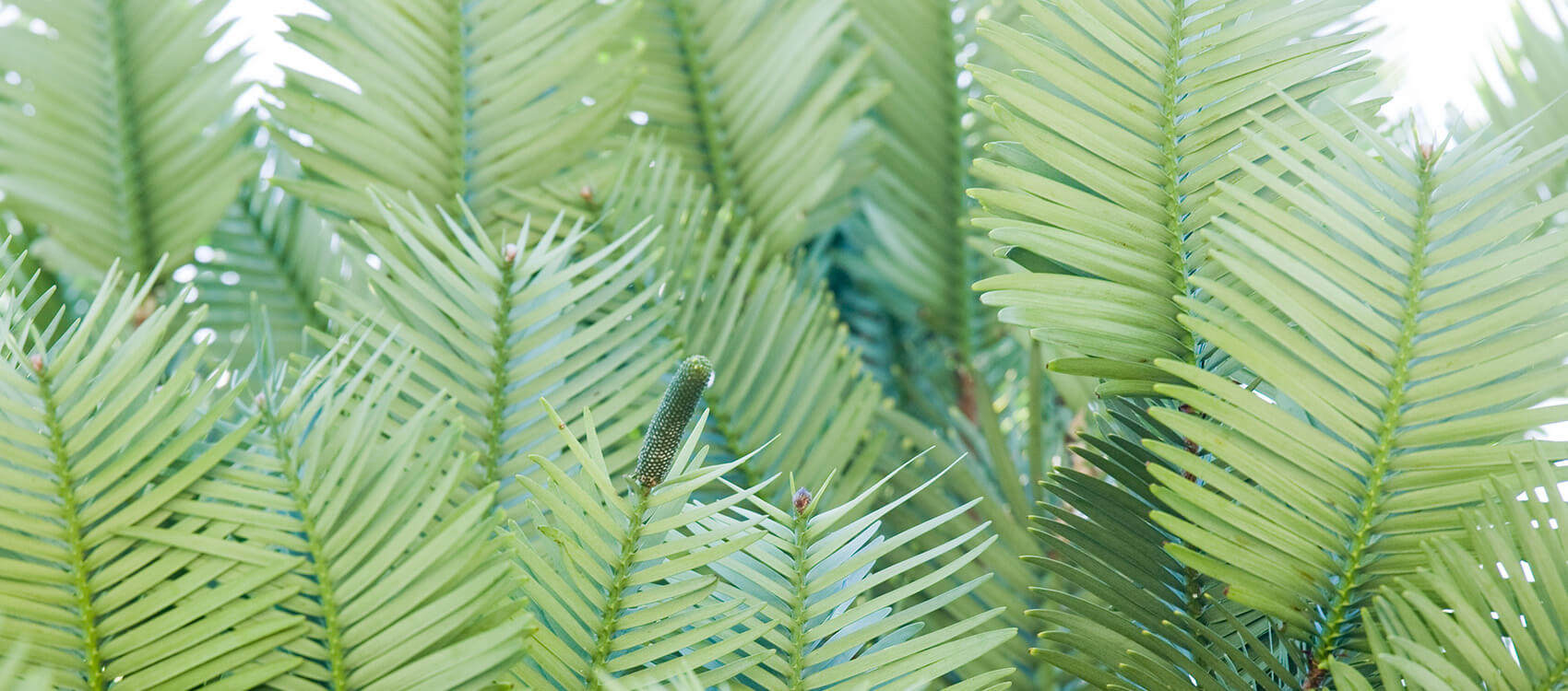 Tree leaves