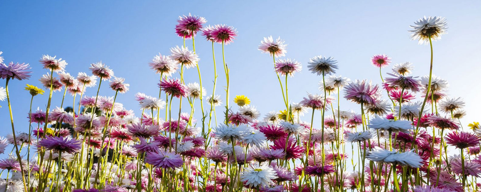 Pink Shades Paper Daisy Seeds
