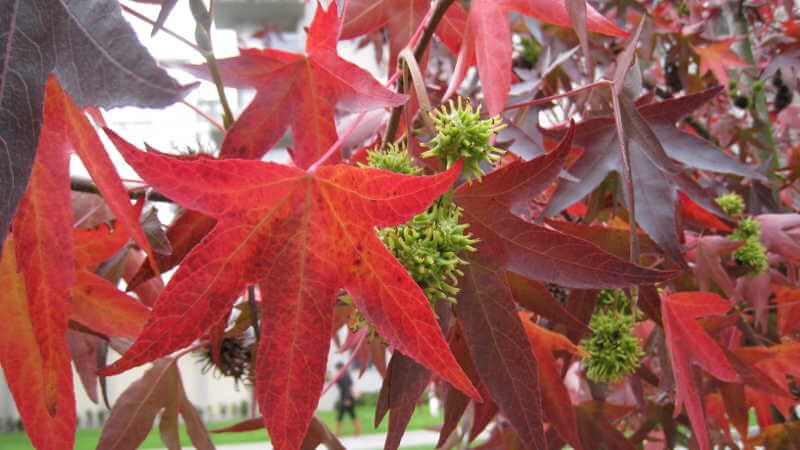 Sweet Gum Tree