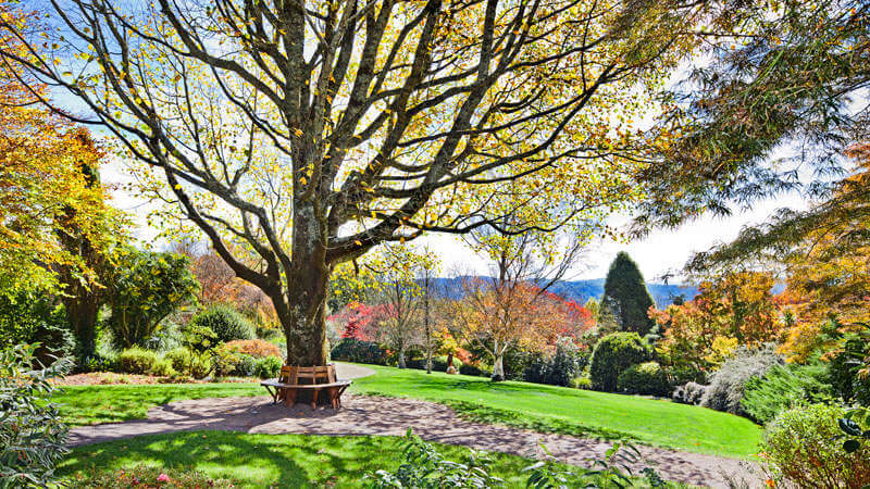 Blue Mountains Botanic Garden Mount Tomah