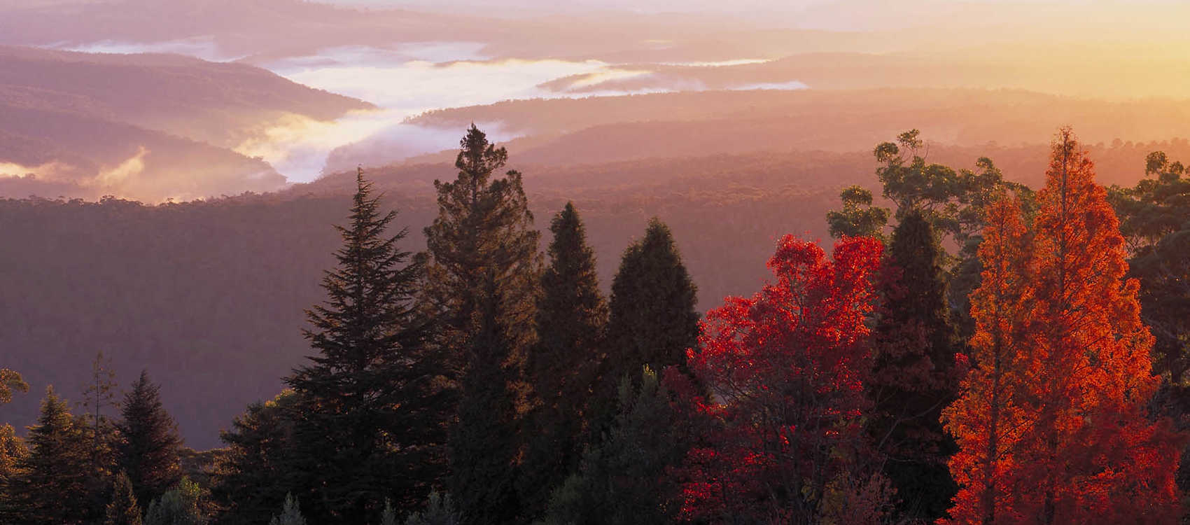 Forest of trees