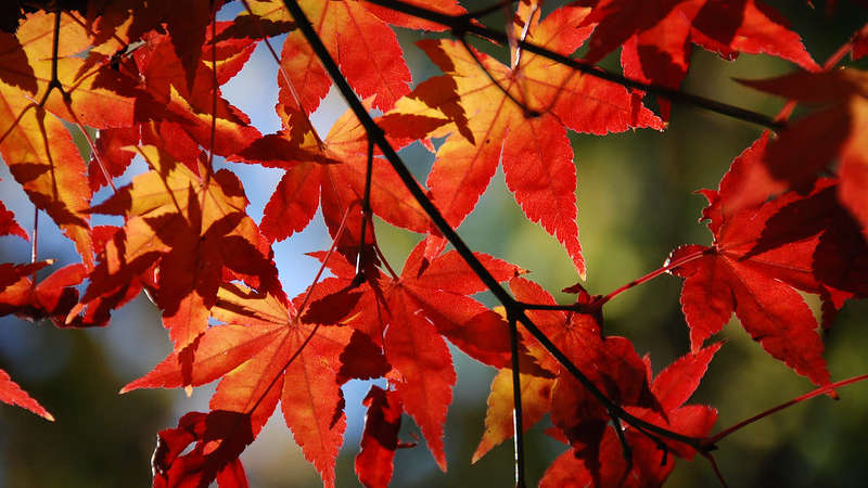 Japanese maples