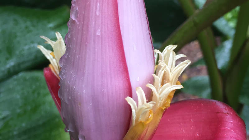 Pink or Hairy Banana plant