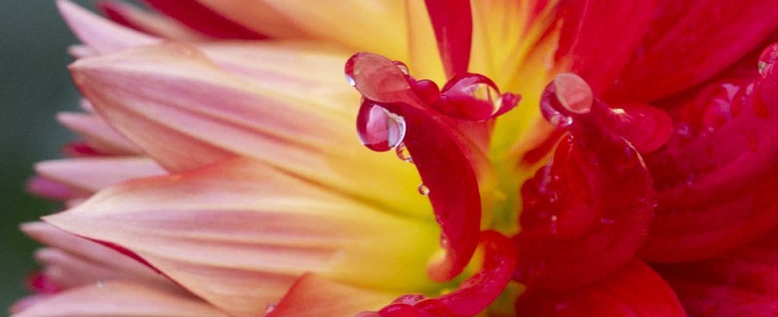 Dahlias at the formal garden 