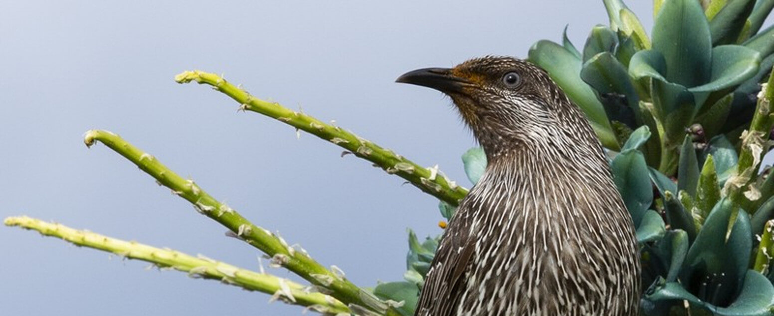 small bird on puyas at the bmbg 