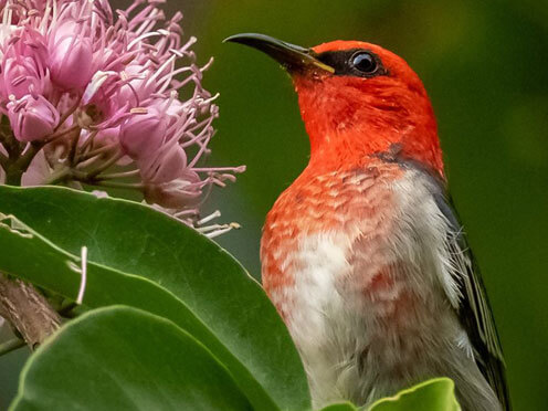 Spring migratory Bird Scarlet Honeyeater (Myzomela sanguinolenta) with a pink blossom