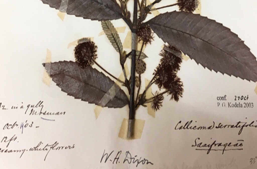 Preserved herbarium specimen of Callicoma serratifolia