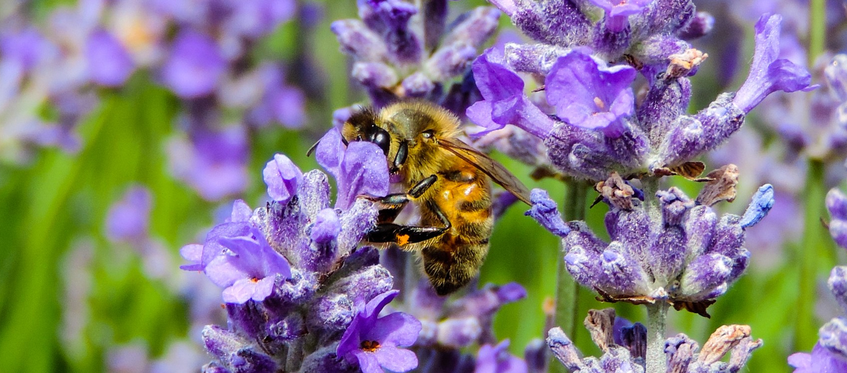 A European bee pollinating a purple flower