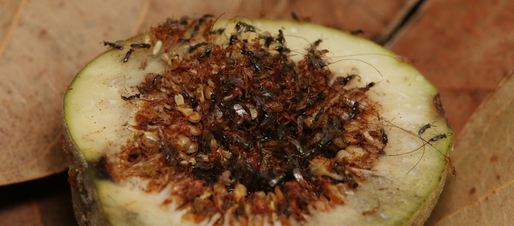 learn about Fig wasps