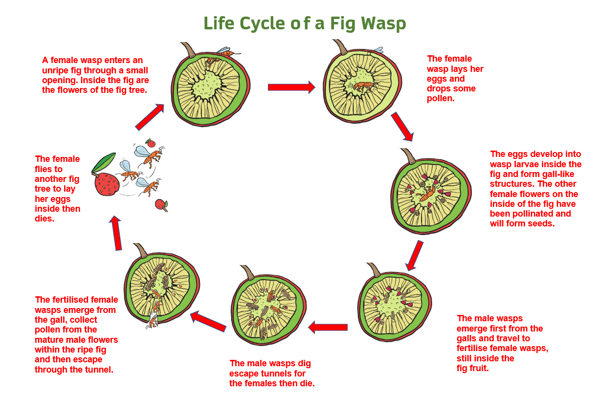 Life cycle of Fig Wasp