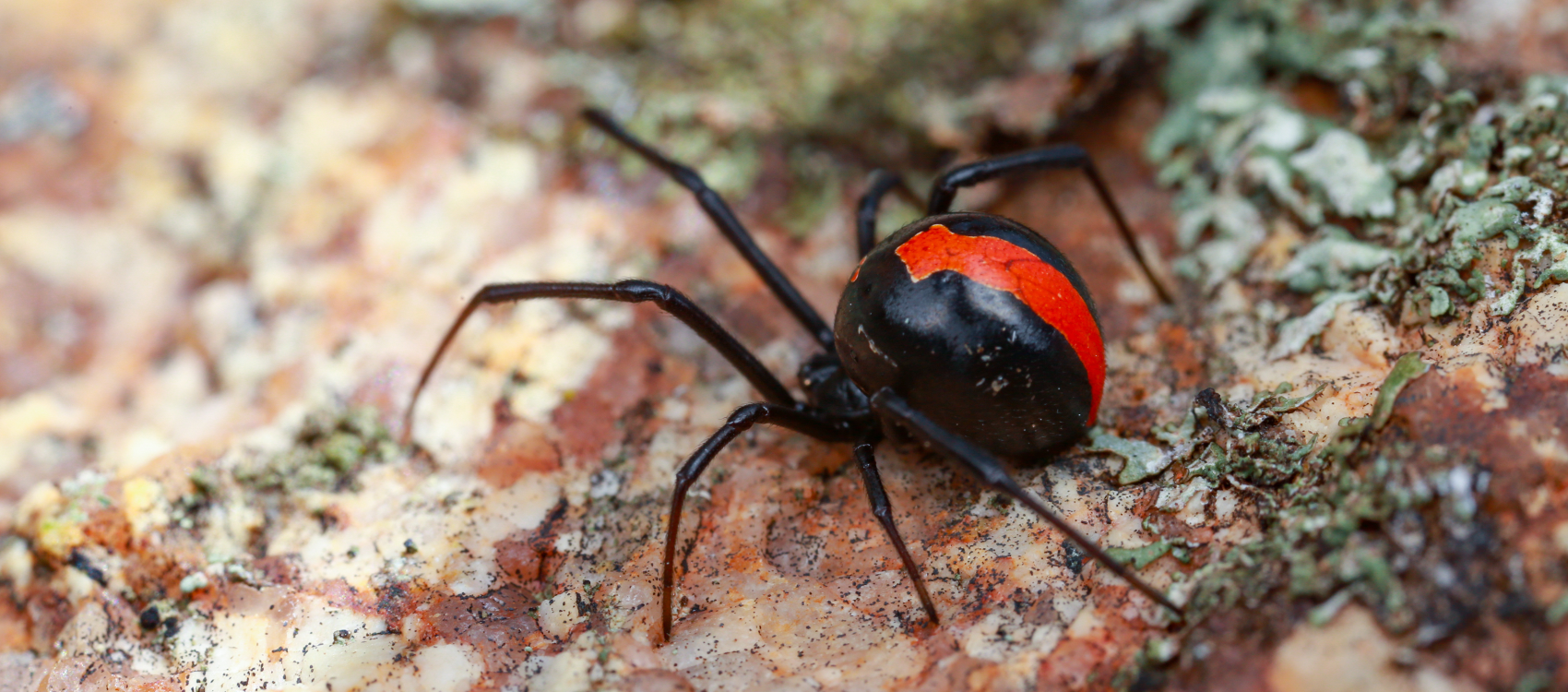 Red back Spider