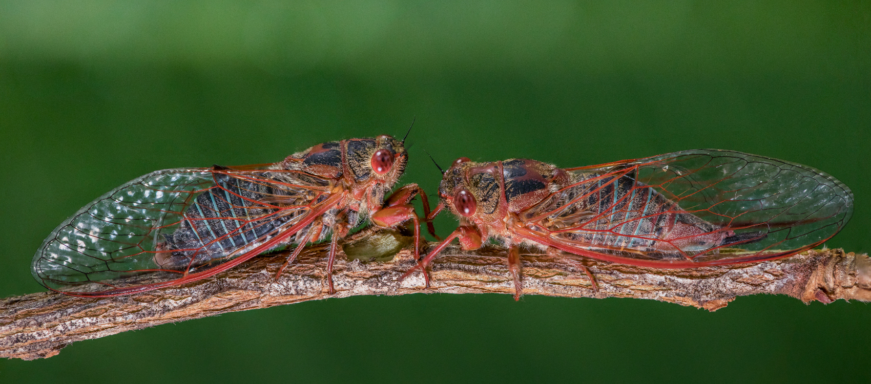 Cicada Capers banner