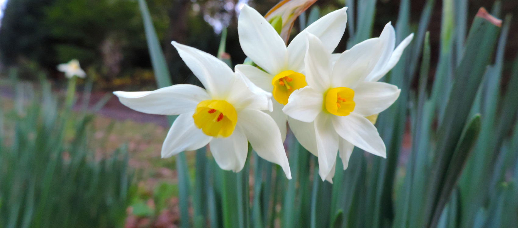 White flowers