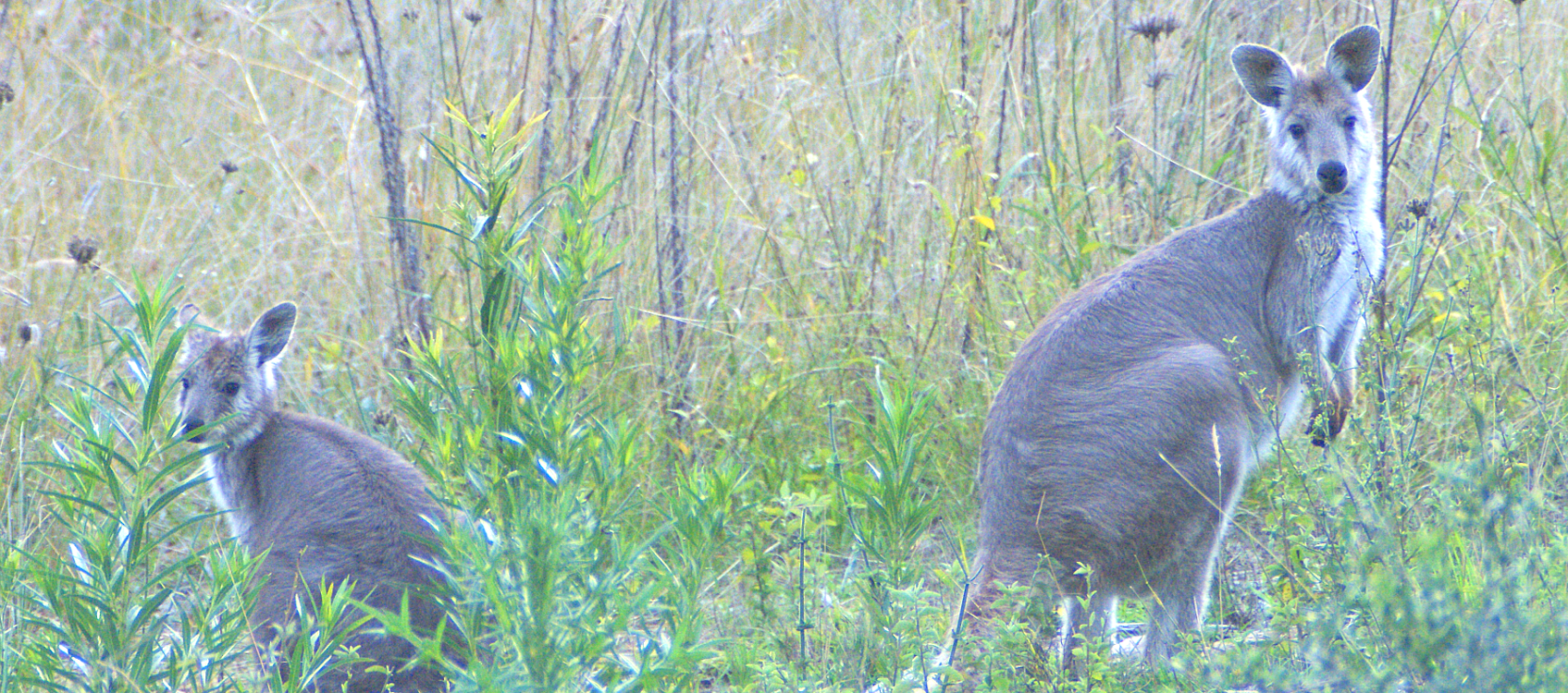 2 Kangaroos standing in Cumberland Plan Woodland