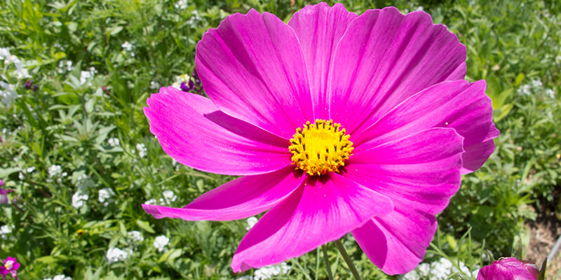 Pink Flower from wild meadow