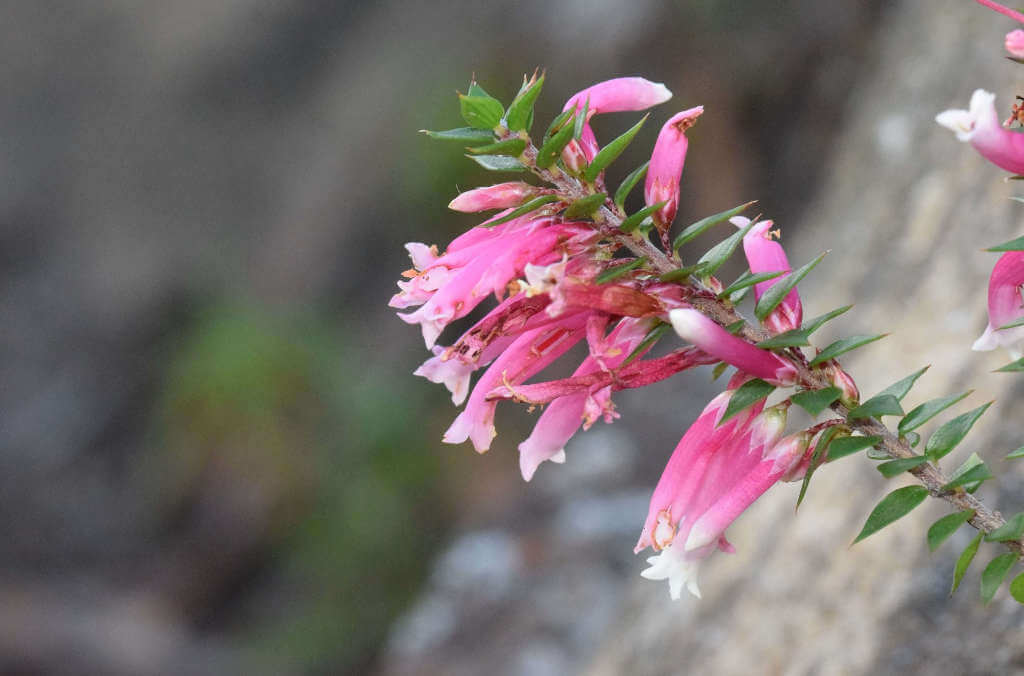 Epacris longiflora 