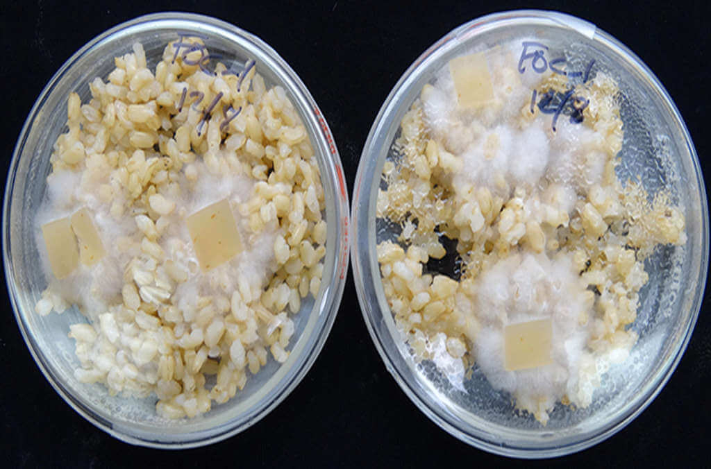 Fusarium oxysporum plant pathogen