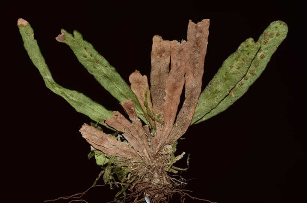 Oreogrammitis leonardi close up