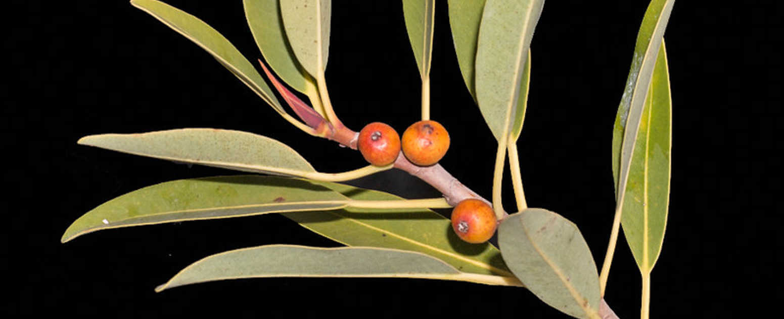 leaves of desert fig 