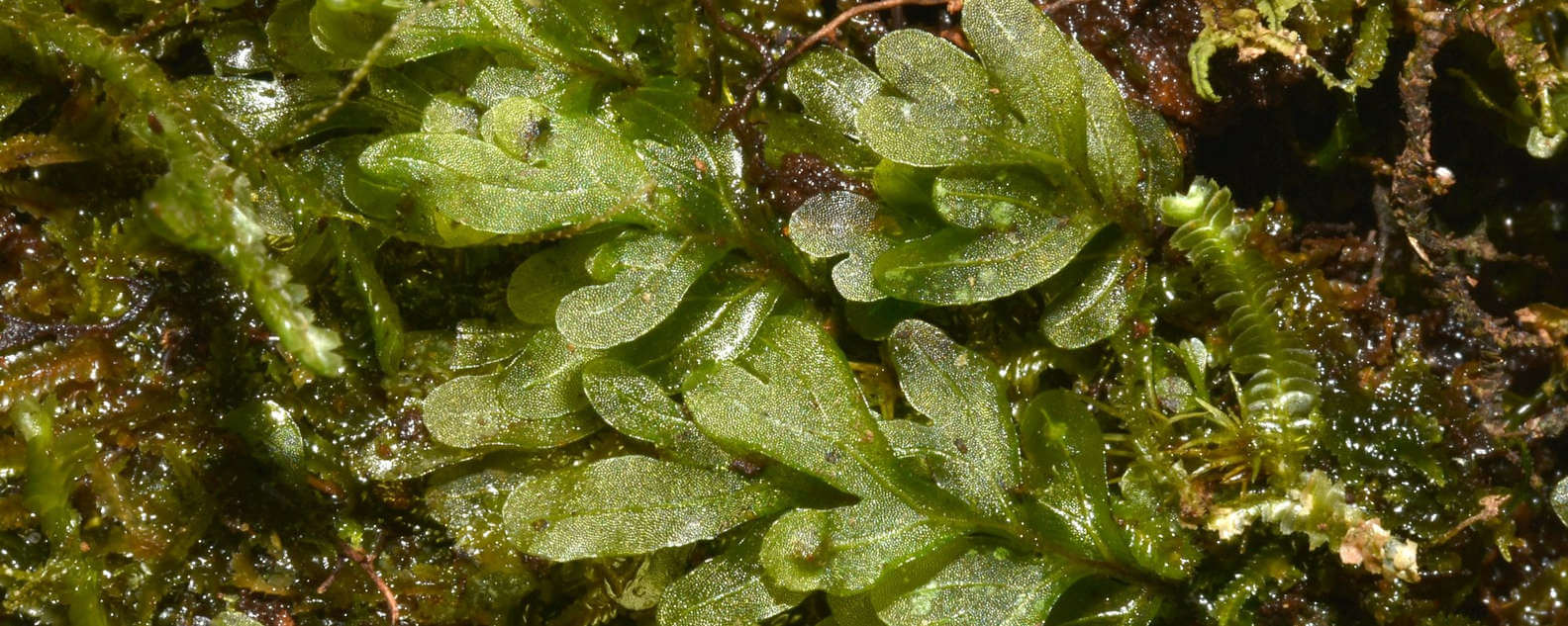 hymenophyllum plant closeup hero banner 