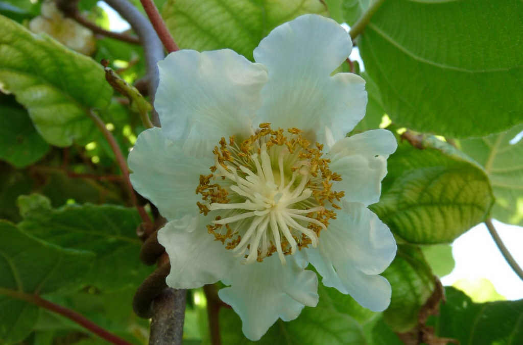 A kiwi flower.