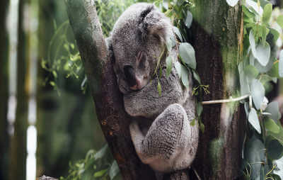 koala thumbnail image 