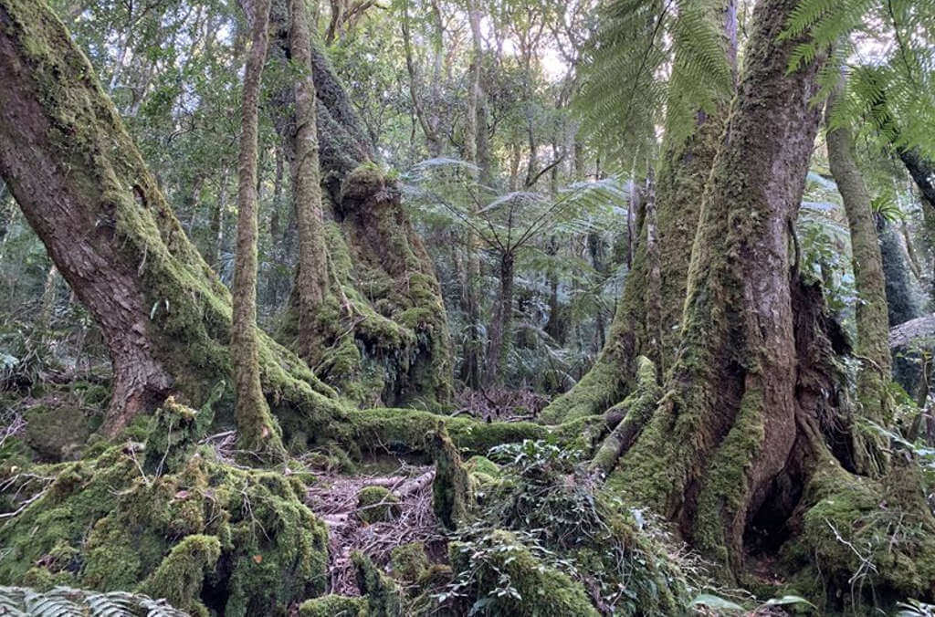 lamington national park 