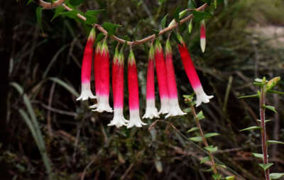 red and white flower thumbnail 