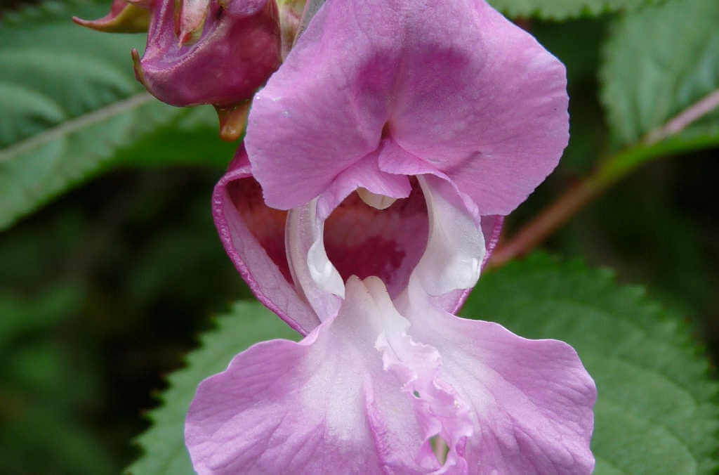 A snapweed flower