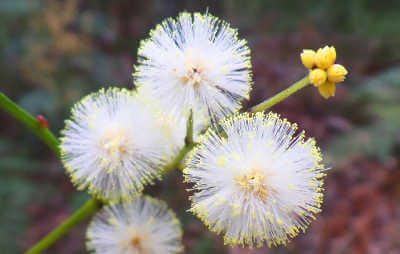 Callicoma serratifolia plant 