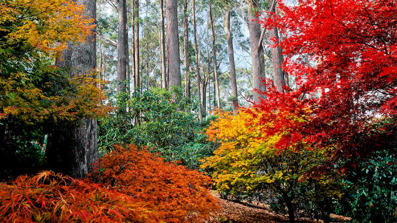 Autumn colours at the Blue Mountains Botanic Garden Mount Tomah