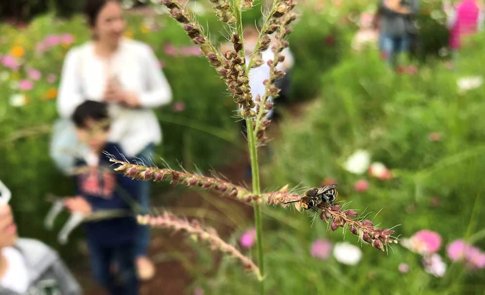 Bee on a plant