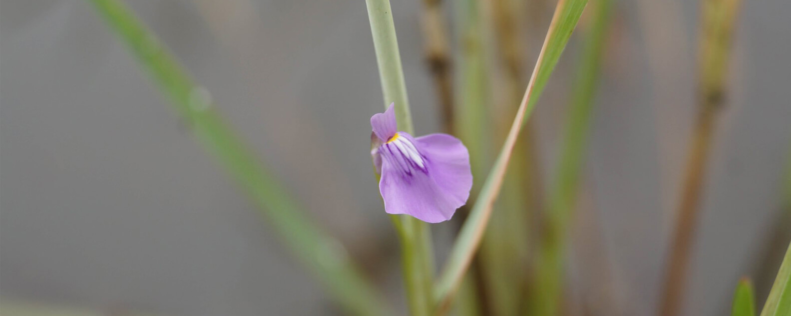 Botanical science banner