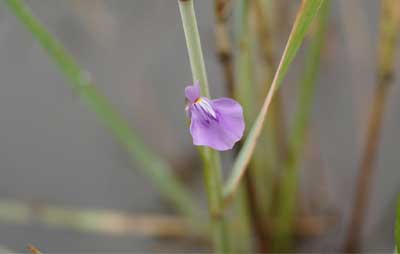 Botanical science thumbnail