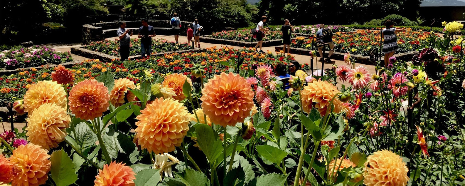 Dahlia Display banner