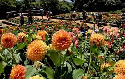 Dahlia display