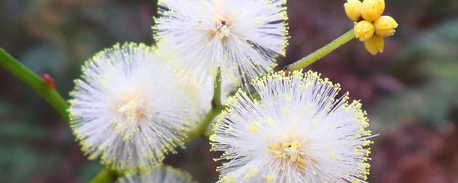 Callicoma serratifolia plant hero