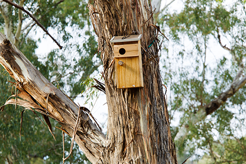 Trees and birdhouses