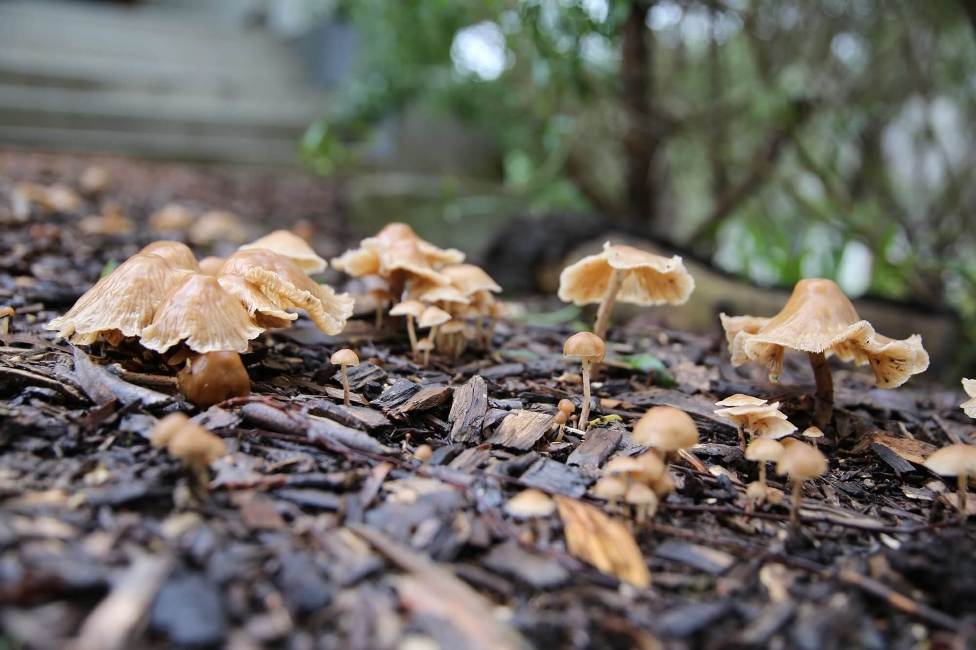 Fungi at Australian Botanic Garden Mount Annan. © Lyndle Hardstaff