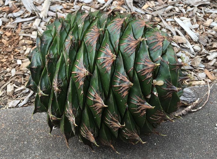 6 KG Bunya Pinecone