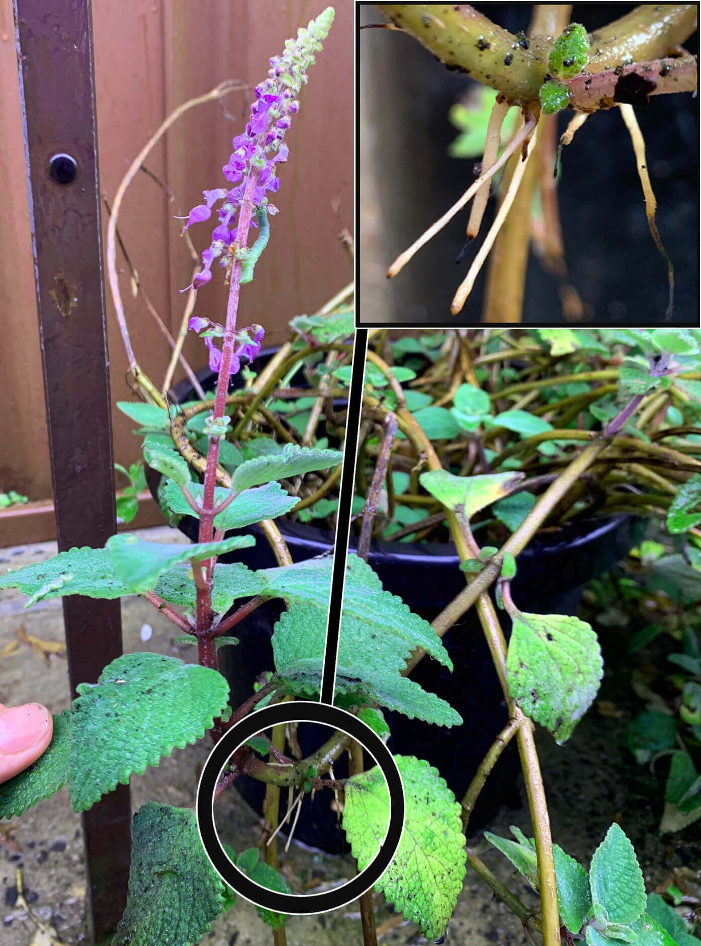 Coleus undescribed species Gloucester Buckets Adventitious Roots