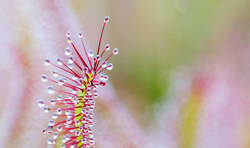 Greg Bourke Drosera capensis Carnivorous plant at royal botanic garden sydney