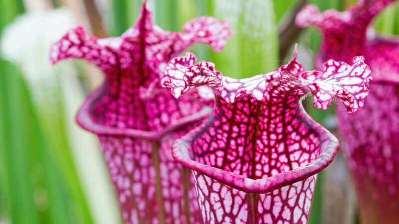 Sarracenia leucophylla, common name pitcher plant